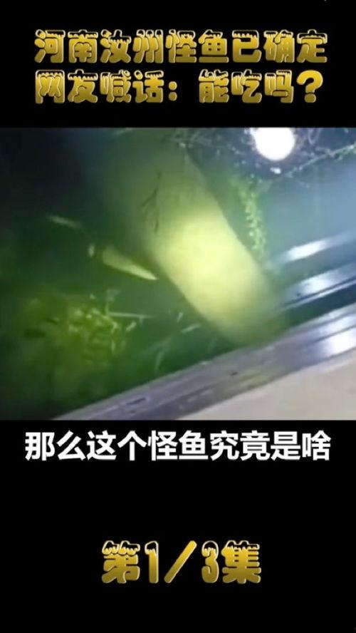 汝州最新爆料怪鱼事件,神秘生物惊现，揭秘当地水域异象
